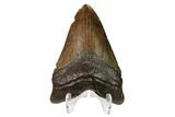 Fossil Megalodon Tooth - Georgia #159748-2